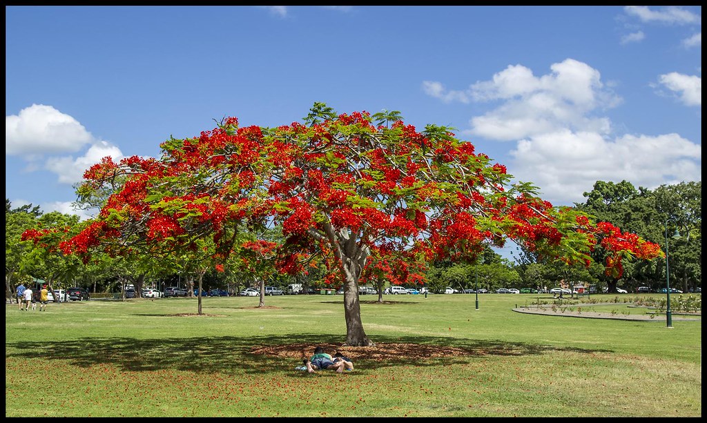 Poinciana in New Farm Park1= Poinciana in New Farm Park Flickr
