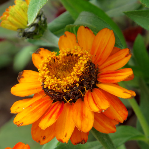 Zinnia 'Profusion Orange' 28062016 RHS Hyde Hall, Retten… Flickr