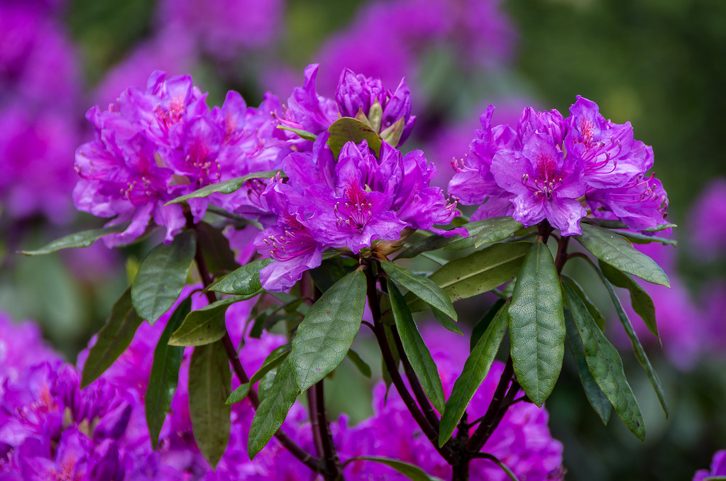 Rhodos In late May and early June the rhododendron are in … Flickr