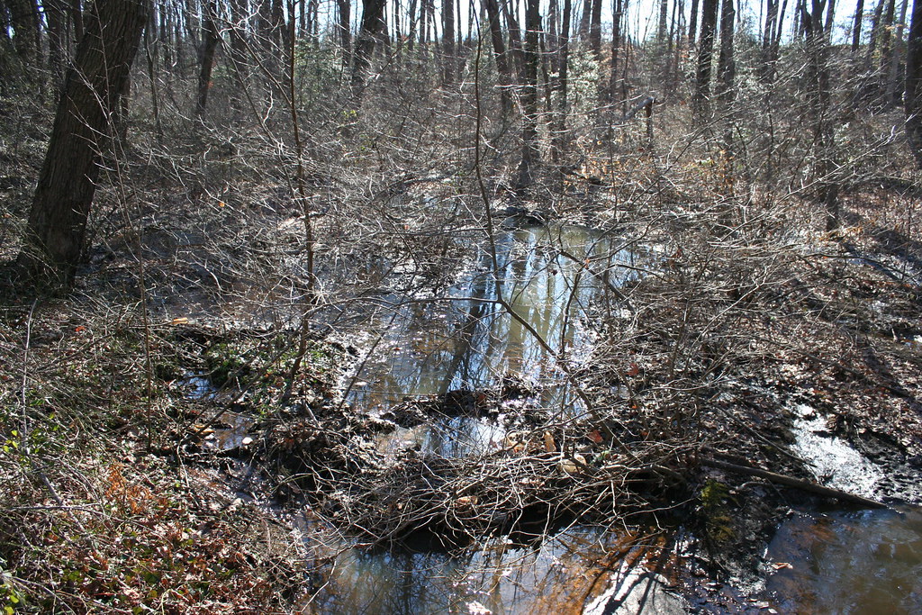 IMG_8853 Truxton Park, Annapolis, MD, 01/14/2014 John von Kerczek