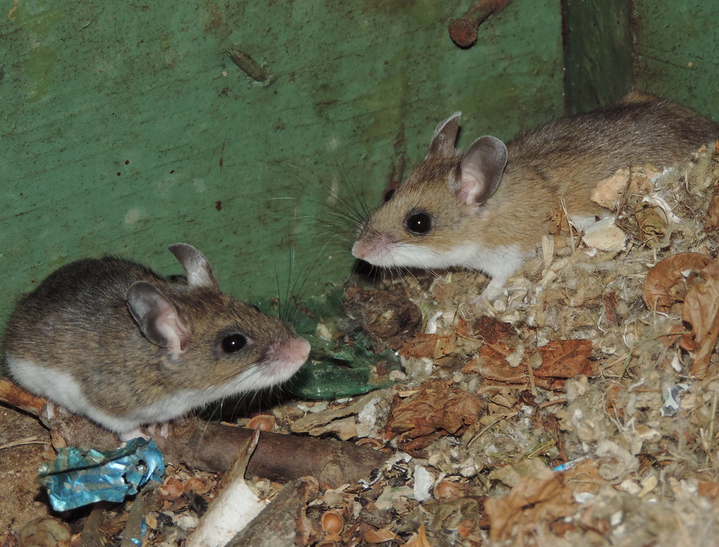 deer mice DSCN8346 Deermouse spec. (Peromyscus spec.), PA … Flickr