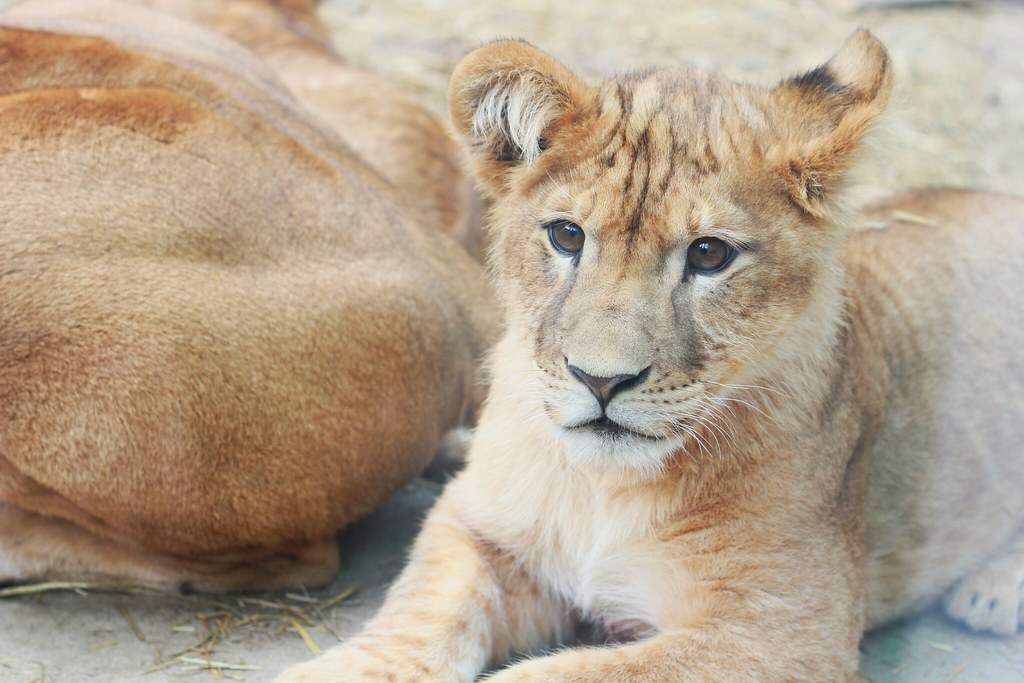 Baby Lion ライオン Panthera leo ssp. 東山動植物園 Hiroshi Nishimoto Flickr