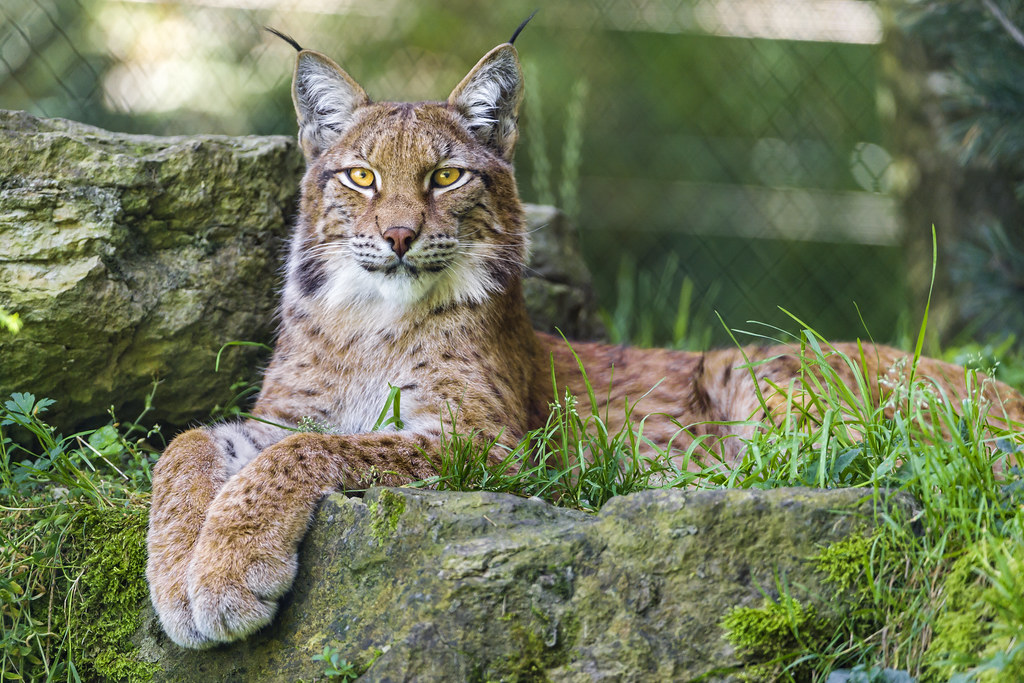 Resting lynx | I like this picture of the male linx posing o… | Flickr