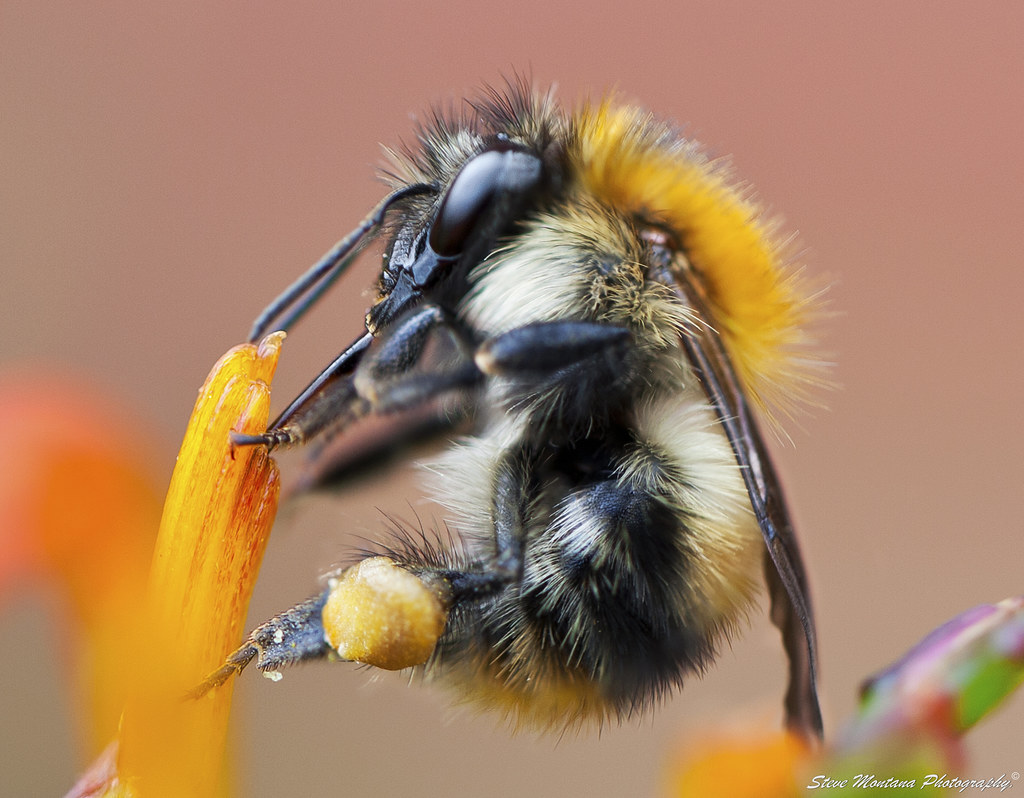 "Basket Case" Bumble Bees Pollen Baskets. The pollen baske… Flickr