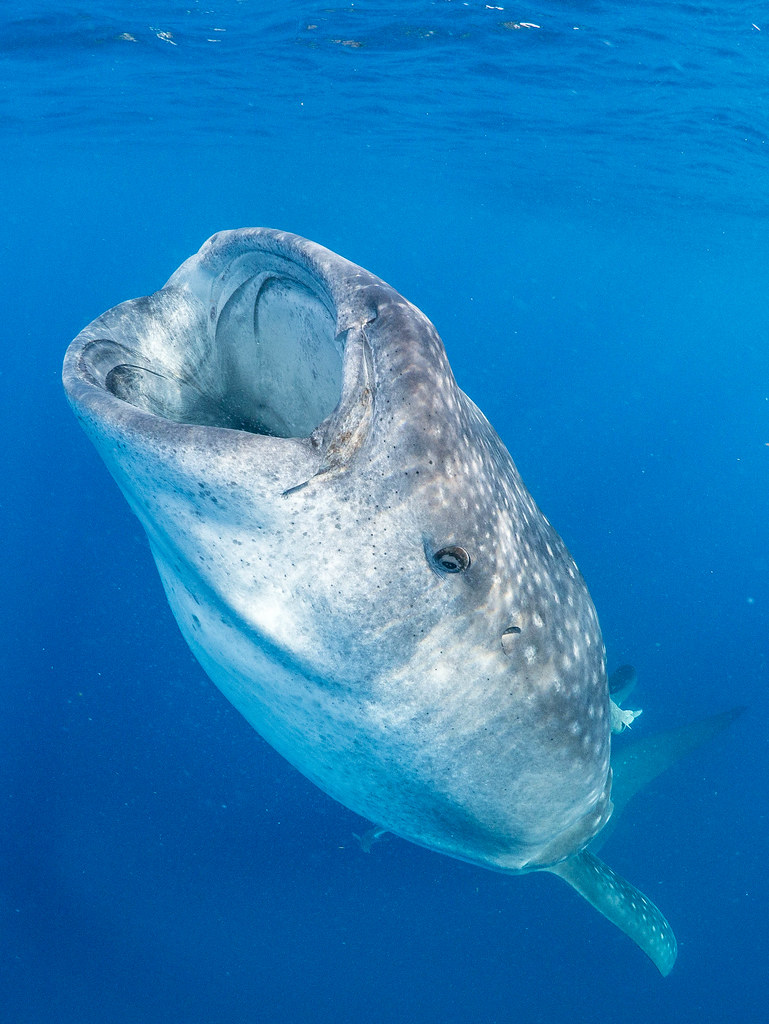 Whale shark suctionfeeding vertically Vertical shot of a … Flickr