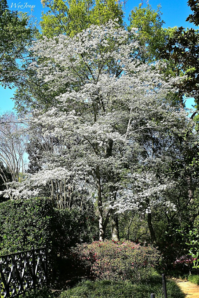 Dogwood In Spring A dogwood tree blooms at the Bayou Bend … Flickr
