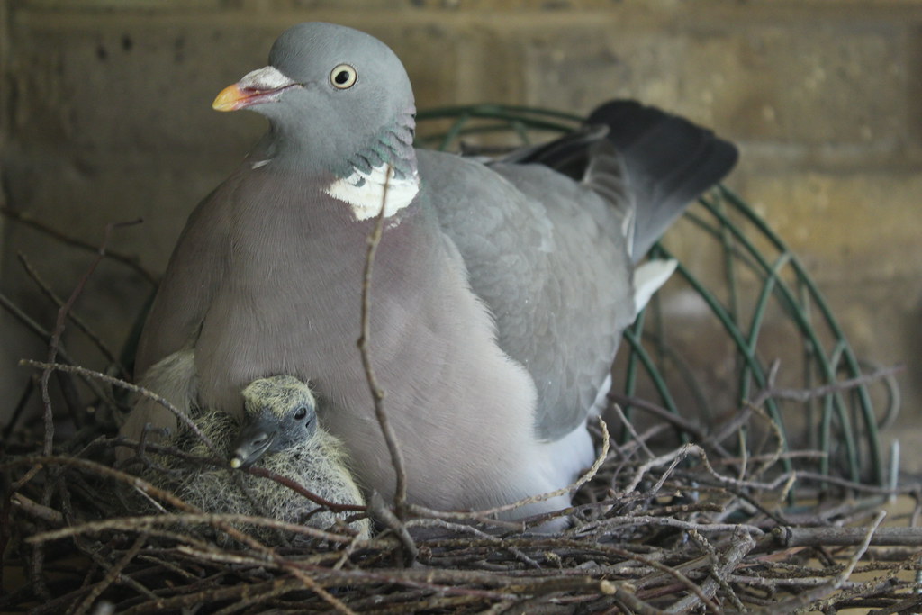 Newly hatched woodpigeon and parent on nest Anna Faherty Flickr