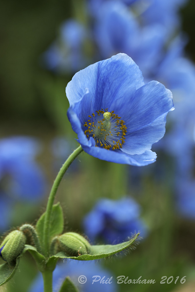 Himalayan Blue Poppy Taken at Threave Gardens in Galloway … Flickr