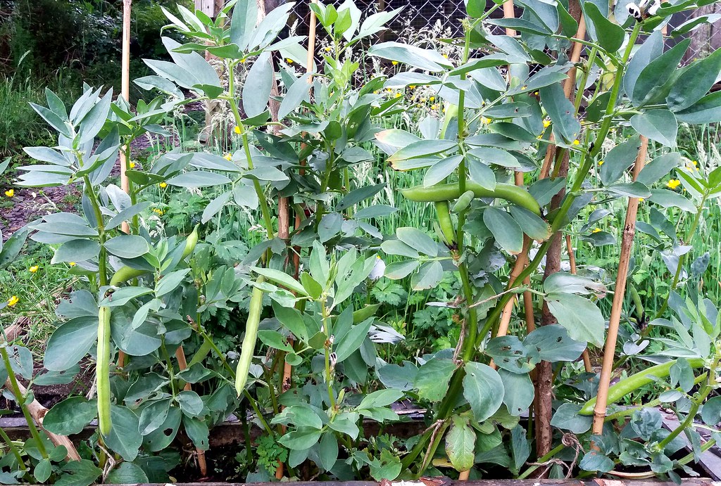 My broad beans plants. Hefin Owen Flickr