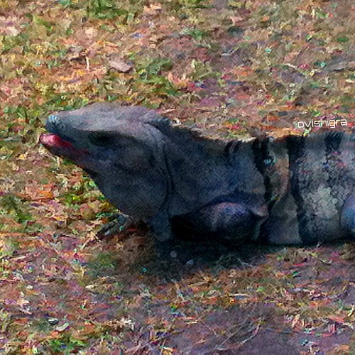 Iguanas ranas. reptil cancun Ovis Nigra Alejandro