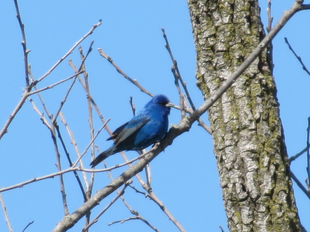 Indigo Bunting by Hoosier Birder St. Louis, Missouri Joey Flickr