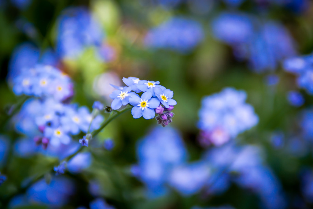 Little Blue Flowers Toronto, Ontario, Canada H.B. Sim Flickr