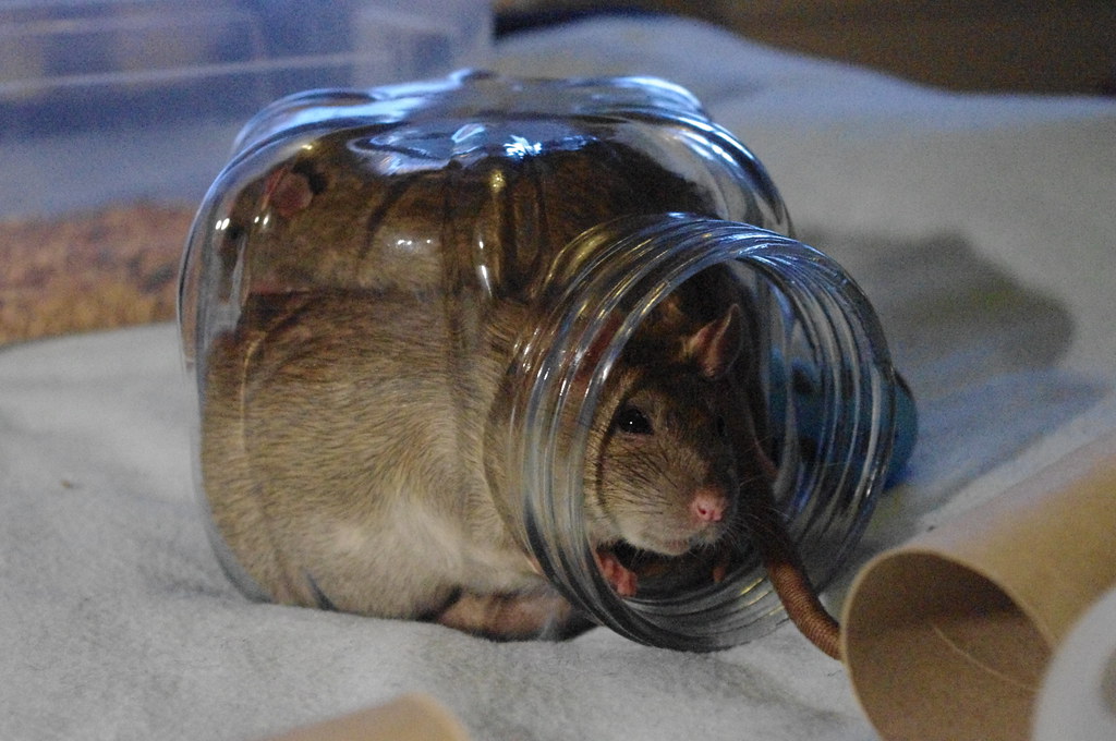 Rats in a jar How many rats can you fit into a jar? Staffan Vilcans