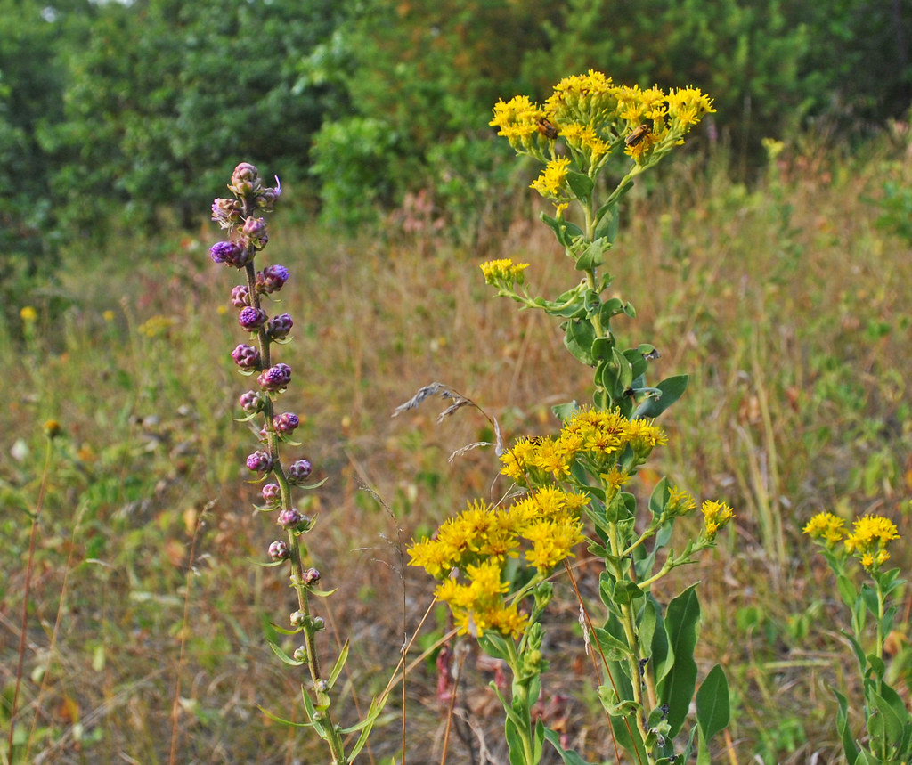Liatris aspera & Oligoneuron rigidum Dunnville Barrens Sta… Flickr