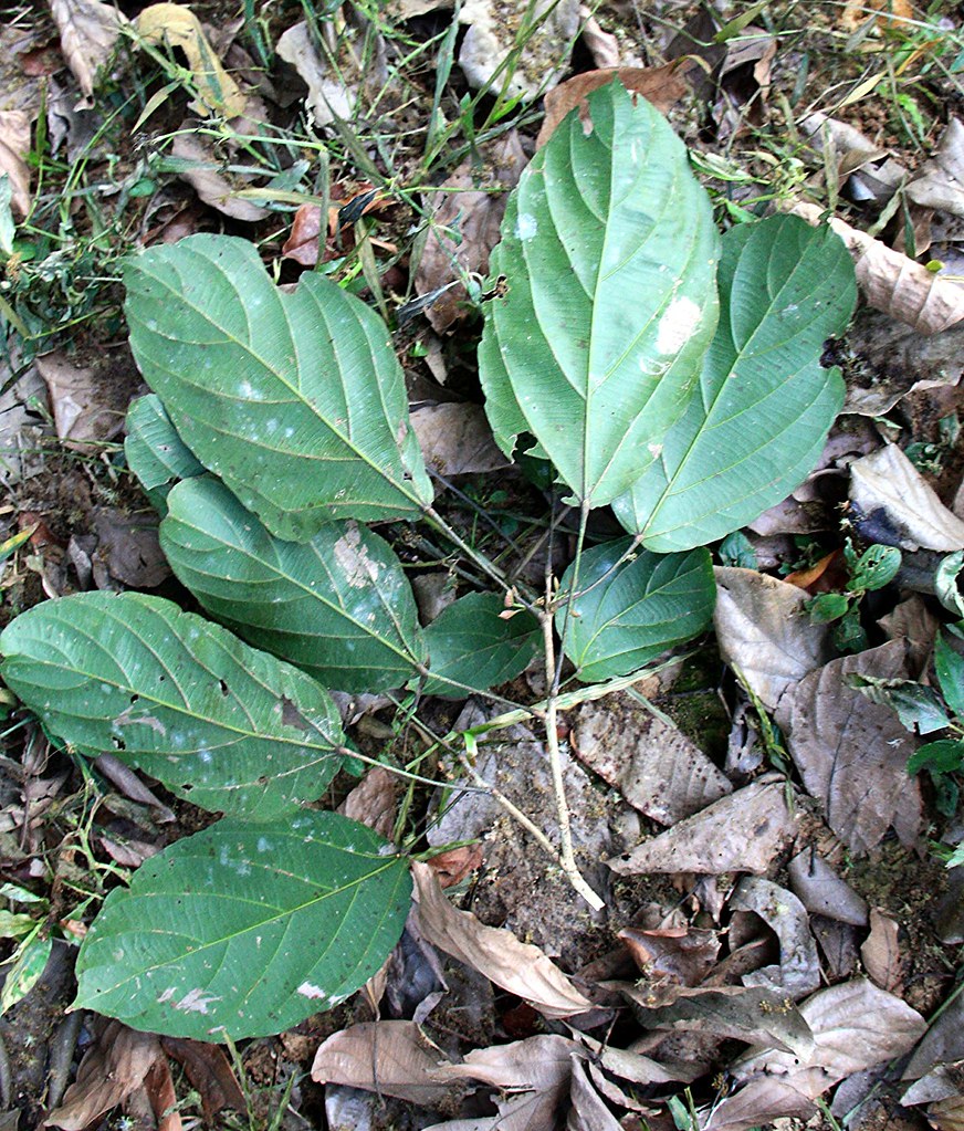 Unidentified 0016 Jeniang, Kedah, Malaysia. Working