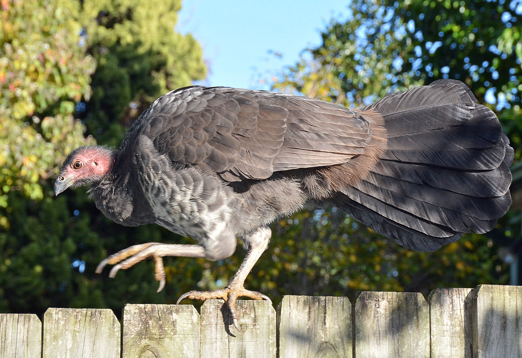 Brush turkey Alectura lathami 2 Sydney suburbia John Turnbull