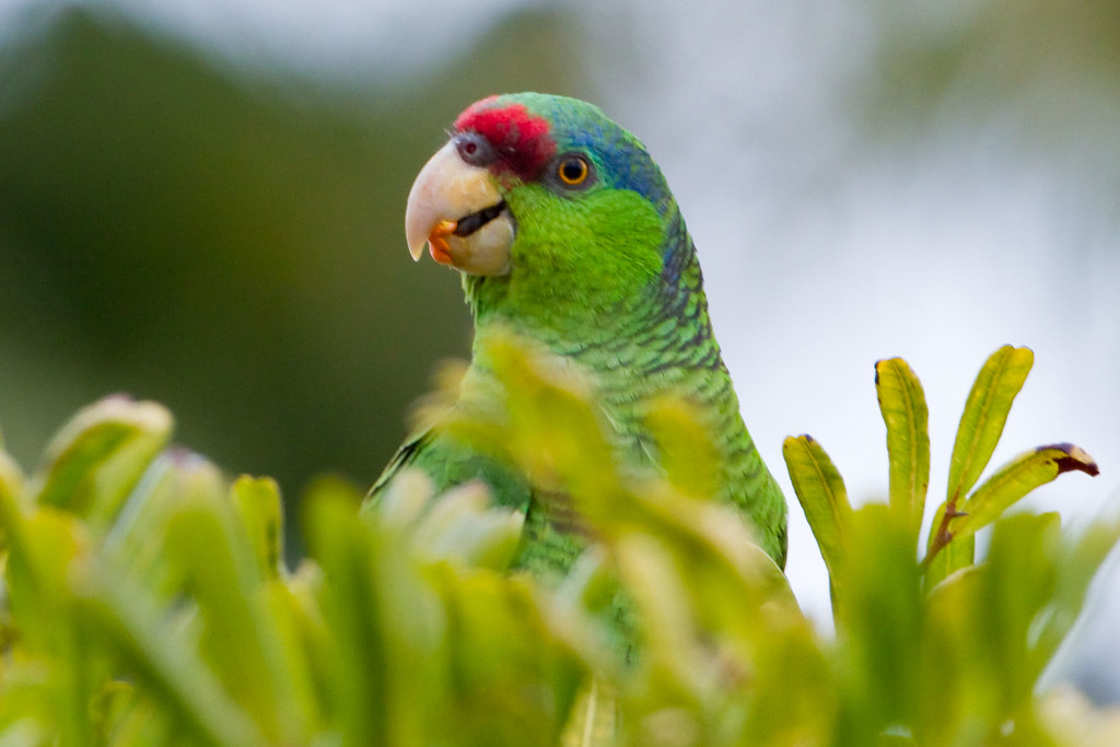 Lilaccrowned Parrot San Diego County, California, US BJ Stacey
