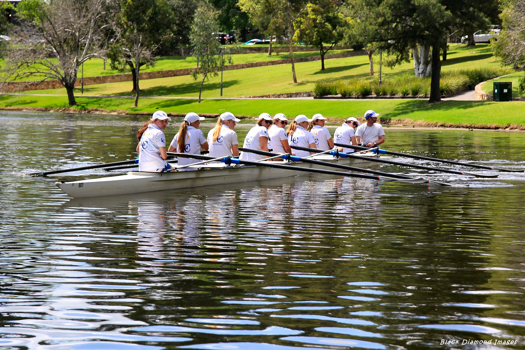 A Rowing 8 on the Torrens River Near the Adelaide Universi… Flickr