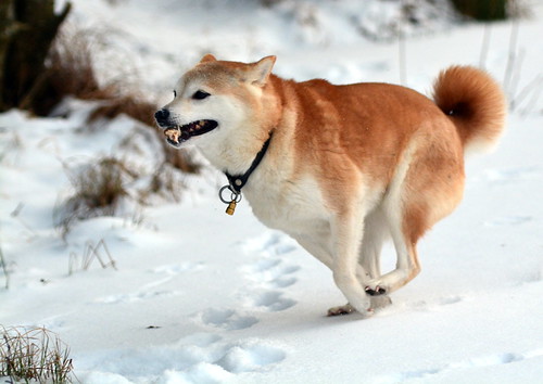 Shiba Inu running in the snow Nikon D7100, 70200mm f/2
