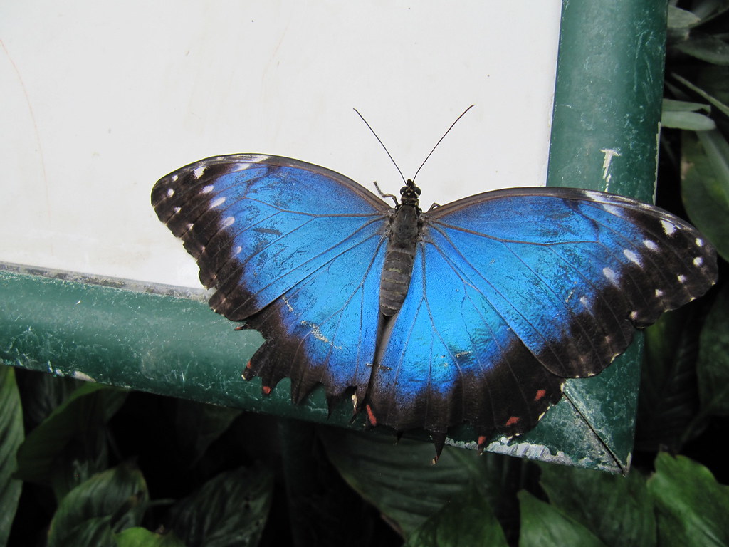 Wisley 201502 (Butterfly House) Flickr