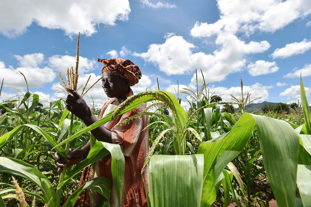 Malawi maize 1 A farmer in Malawi checks her maize crop th… Flickr