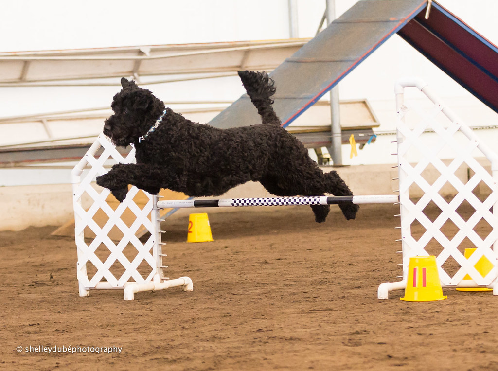 DOGSmart Training Agility Fun Match 201612 DOGSmart Training