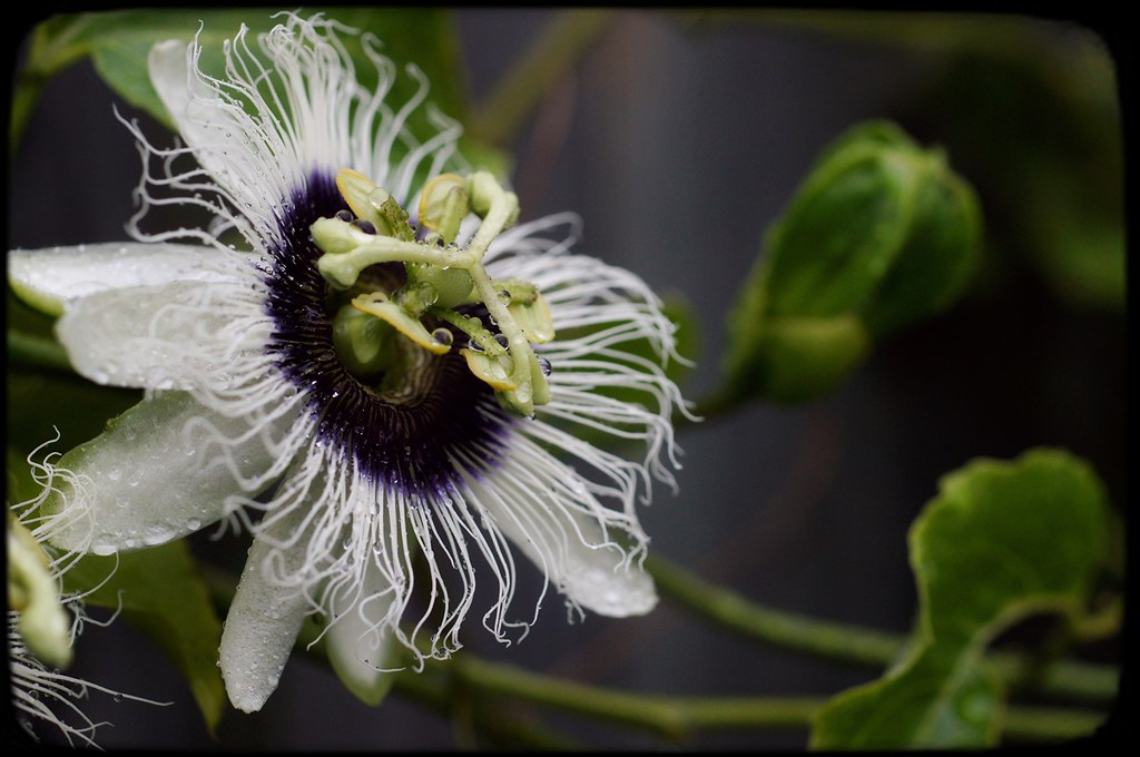 Passion fruit flower My garden Brisbane Tatters Flickr