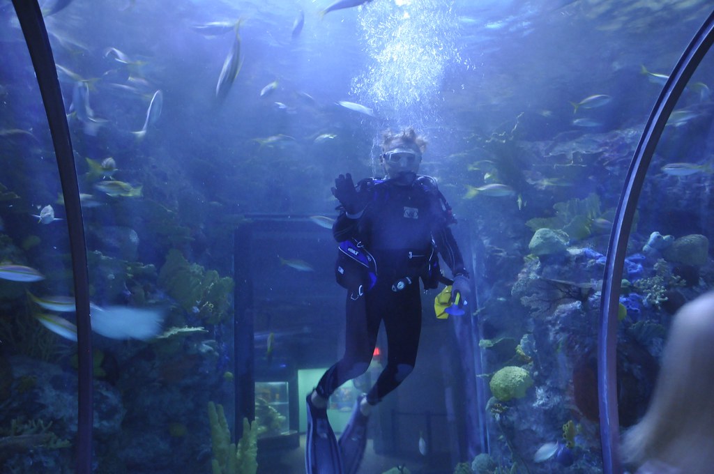 Scuba Diving in the Aquarium Just a Glimpse... Flickr