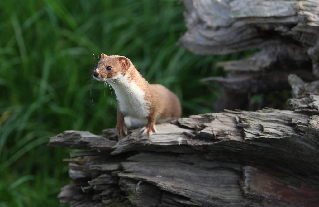 WEASEL (MUSTELA NIVALIS). BRITISH WILDLIFE CENTRE. Flickr