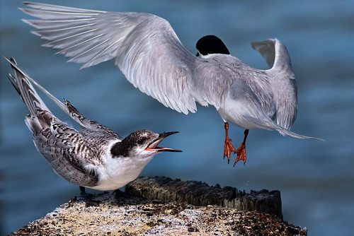 Gulp | Aftab Uzzaman | Flickr