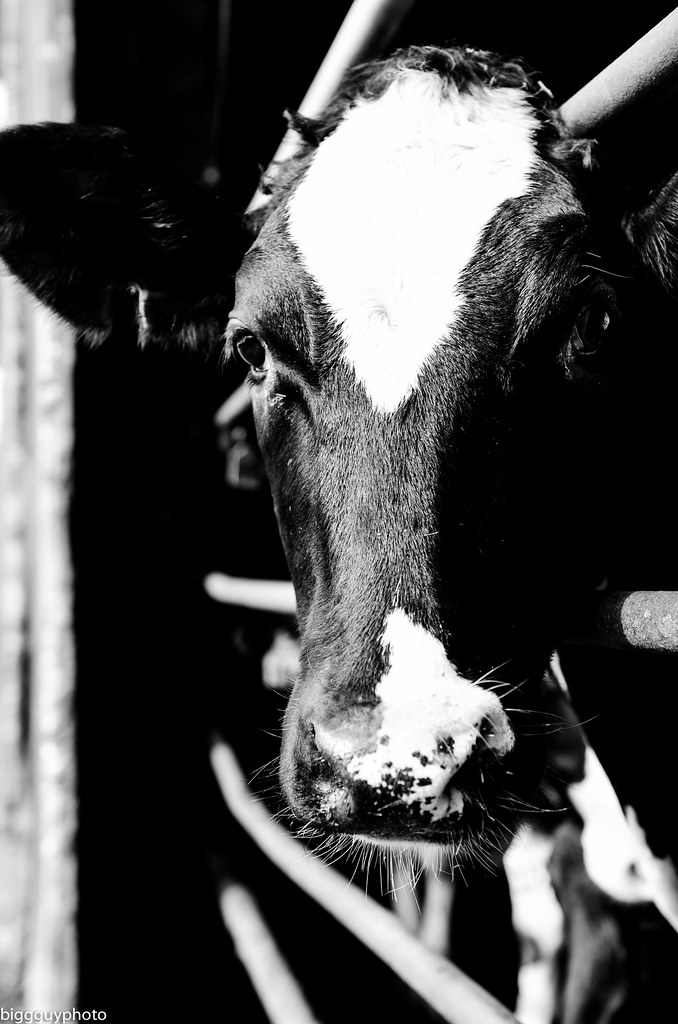 Knopps dairy farm Located on Marsden rd. in Courtenay, BC biggar_M