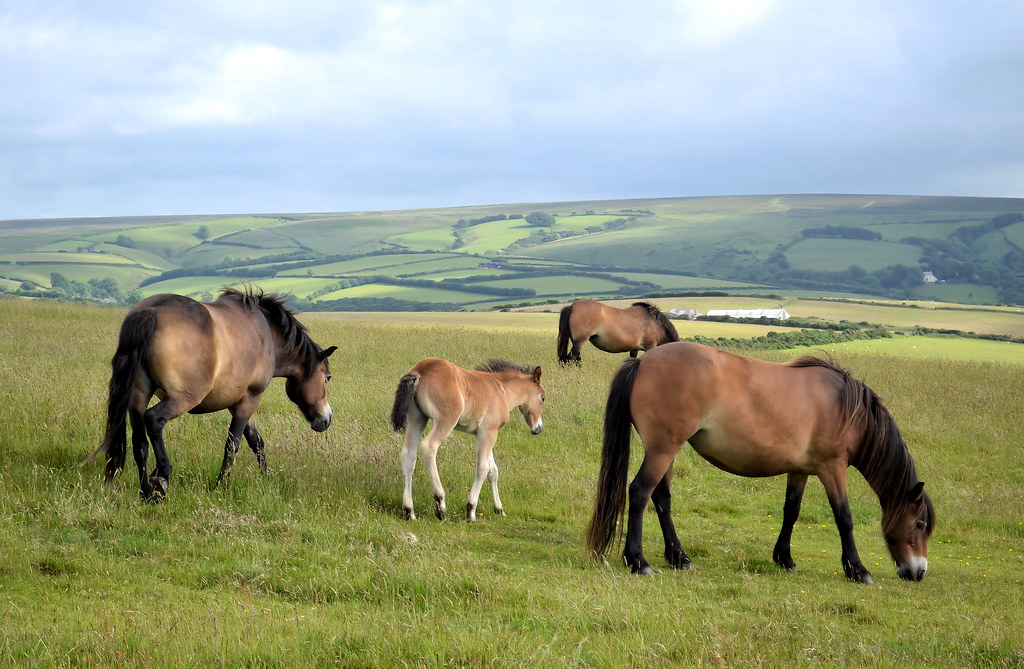 Exmoor Ponies Exmoor Ponies & foals, Foreland Point, Devon… Flickr
