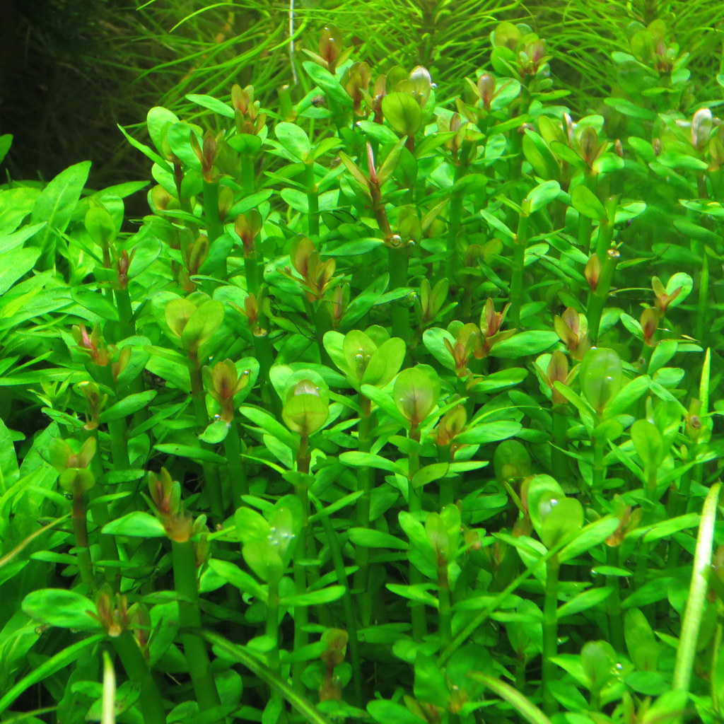 Ammania Sp Brain Mind Article