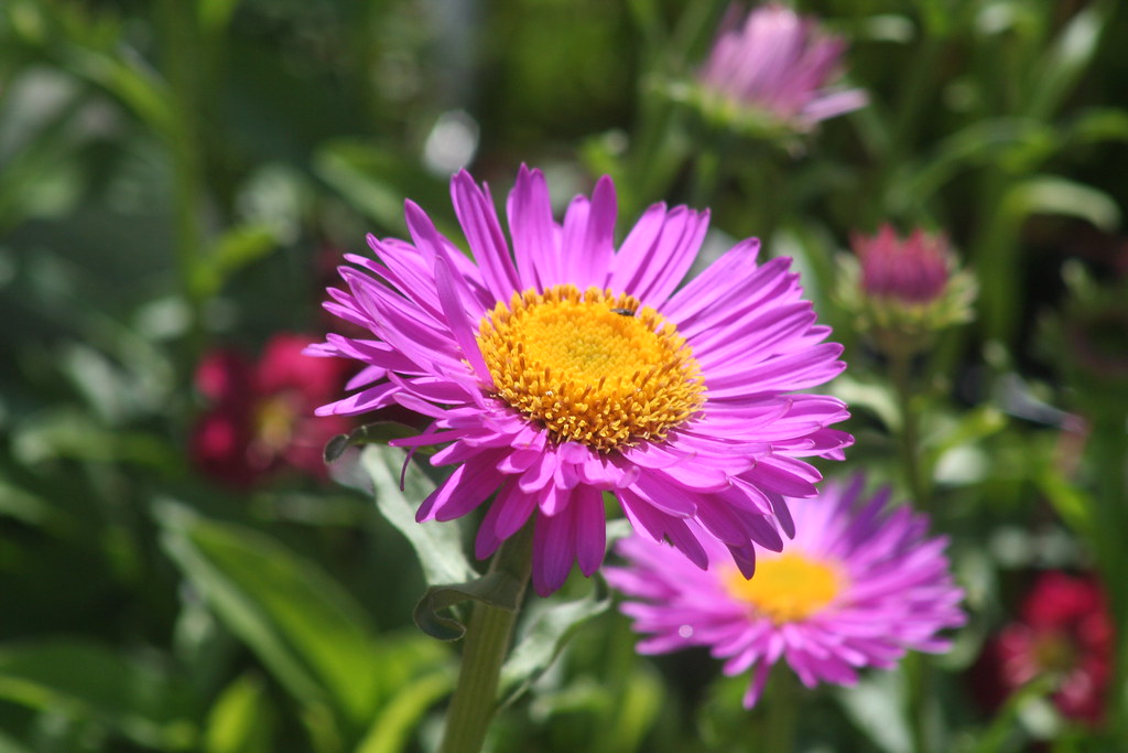 Photo Larchmont, NY April 30, 2013 William Sutherland Flickr