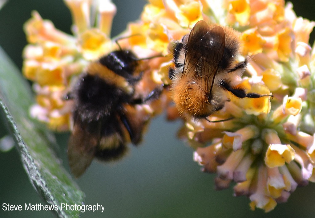 Garden bees Stephen Matthews Flickr