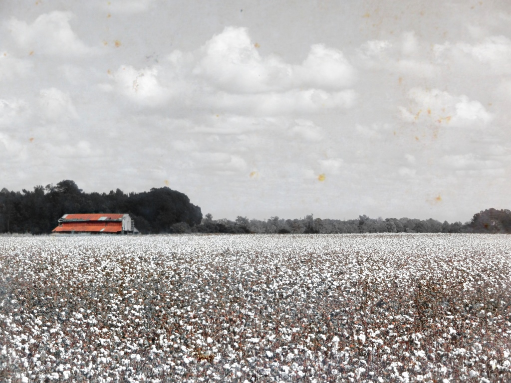 October Snowfall in the South Cotton Valley Plantation, Tarboro