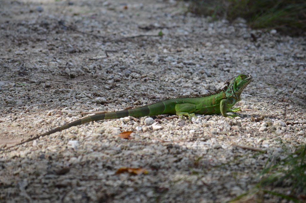 Green Iguana Key West, Florida fartrader21 Flickr