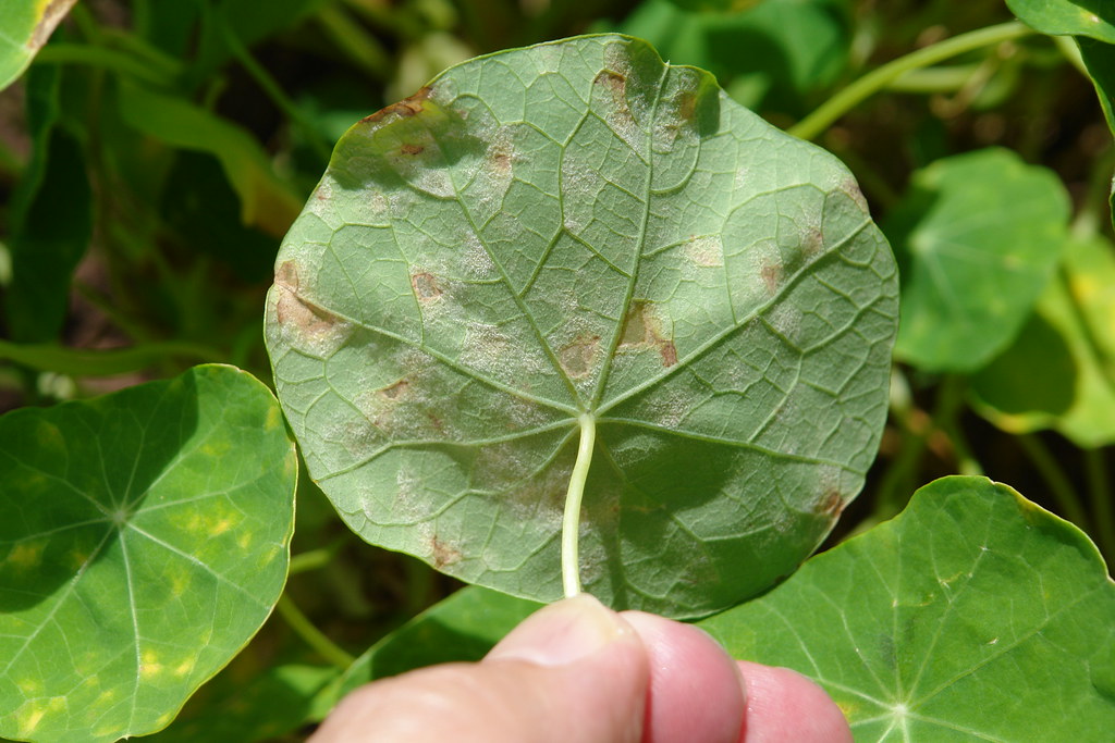 Powdery mildew of nasturtium Pathogen presumably Oidiopsi… Flickr