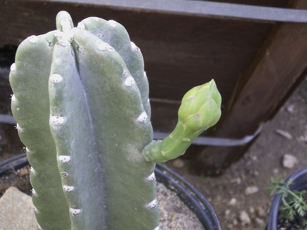 New cactus gonna bloom FELL OFF GRRR!!!!! ( Flickr