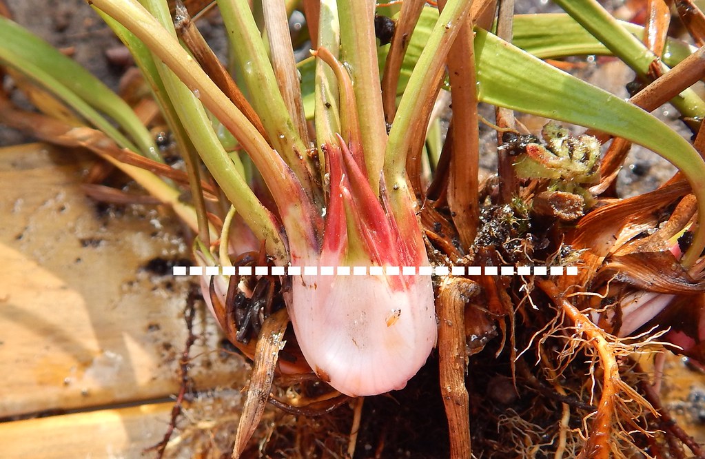 How to find the depth your Sarracenia rhizome was growing … Flickr