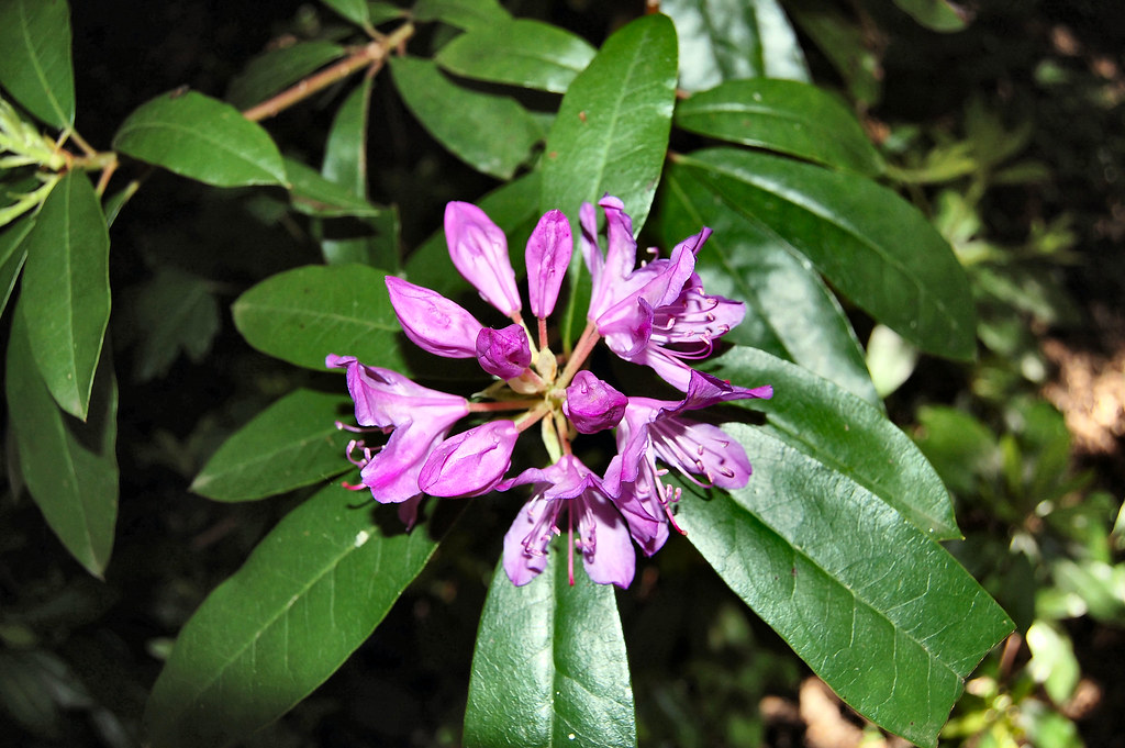 RISLEY MOSS JUNE 2013 (11) A nature reserve in Warrington … Flickr