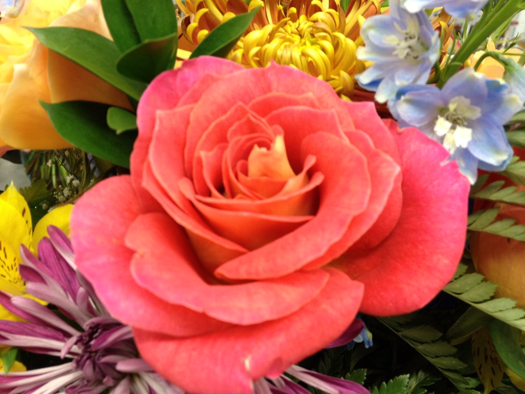 Flowers by Patty Vicknair Various Photos of Flowers taken … Flickr