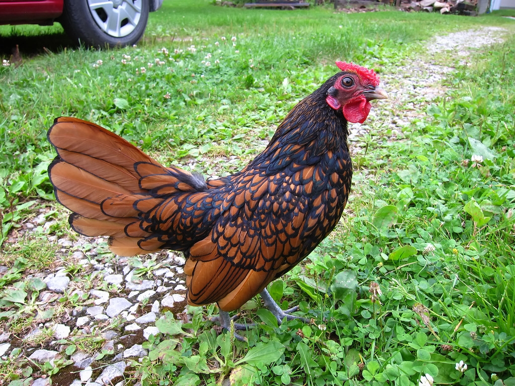 Friendly Sebright A Golden Sebright chicken stays still ju… Flickr