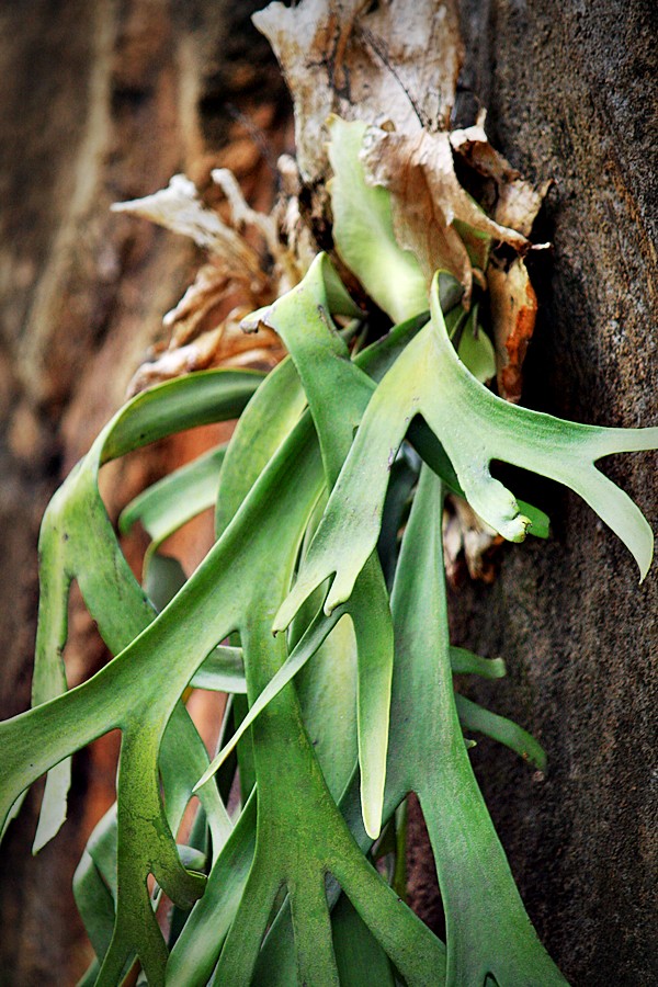 Bunga Tanduk Rusa Yeni Riwayanti Flickr