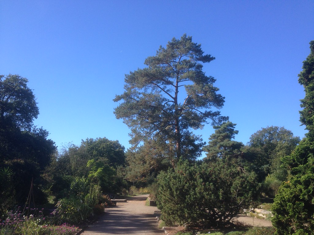 Rhododendronpark Bremen Herbst Blumen Flowers Autumn Deuts… Flickr