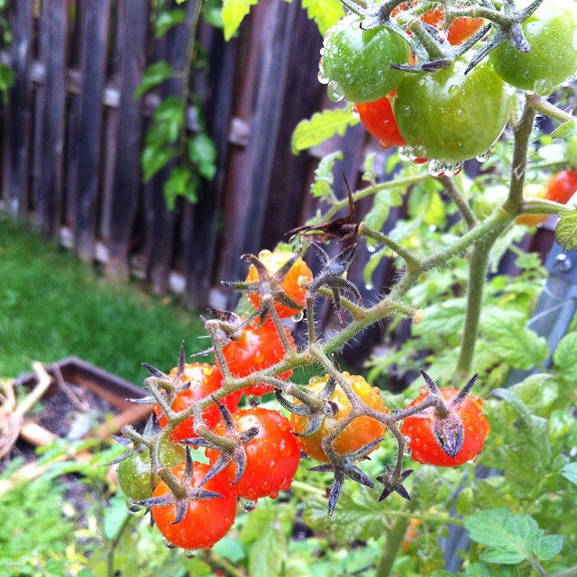 Tomatoes still going strong in October! epadams Flickr