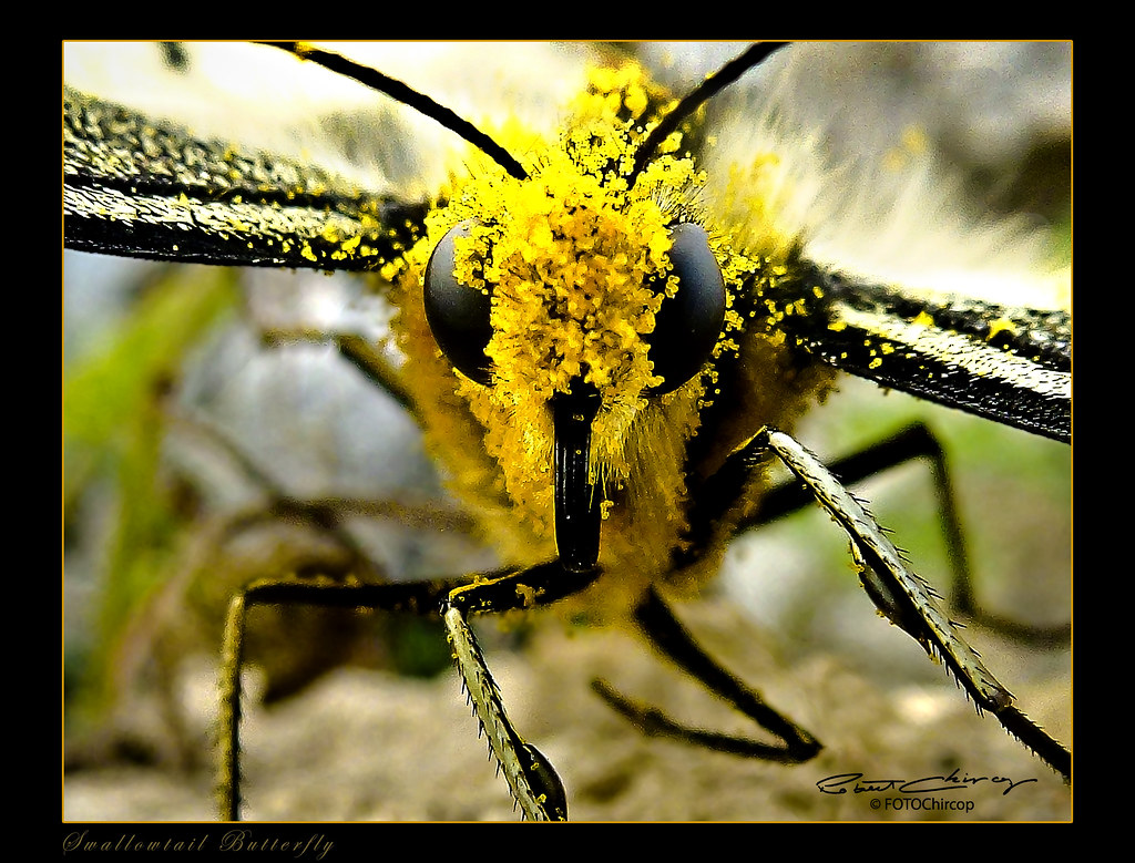Pollen Swallowtail butterfly covered in pollen. Robert Chircop Flickr