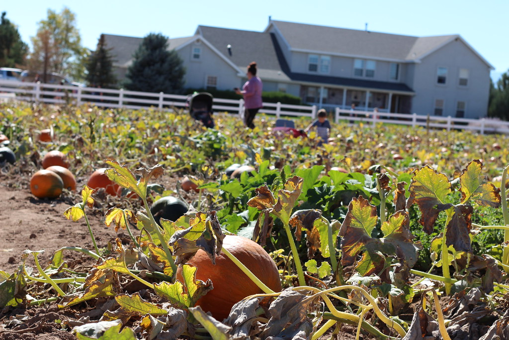 10 Lovely Farms To Visit In Las Vegas Nevada