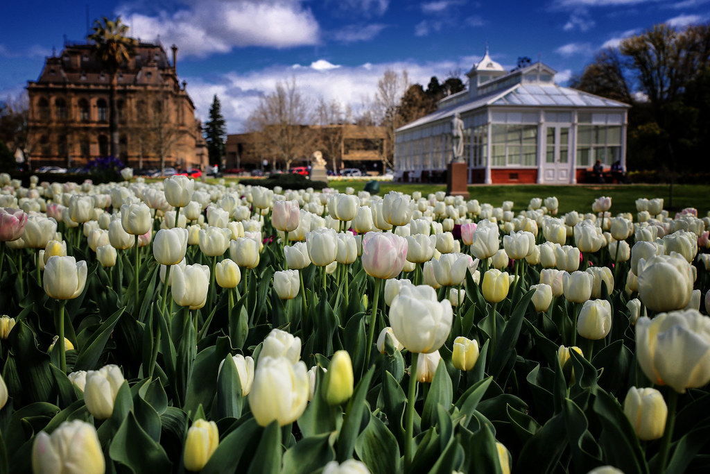 bloom festival 2023 bendigo Tulips Bloom in Bendigo Beautiful display of Tulips in Ben… Flickr