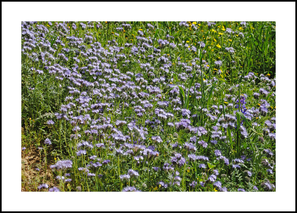 Kern County Wildflowers Tansy leafed phacelia (Phacelia ta… Flickr